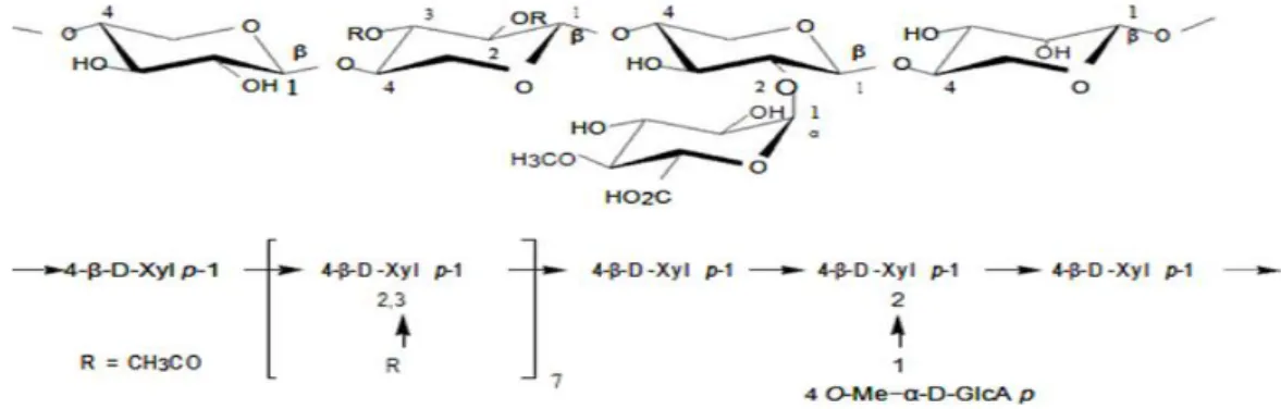 Şekil 3.10. Sert ağaç glukuronoksilan (ksilan) ana yapısı (Fengel ve Wegener 1989,                      Sjöström 1993;  Shimizu 2001)