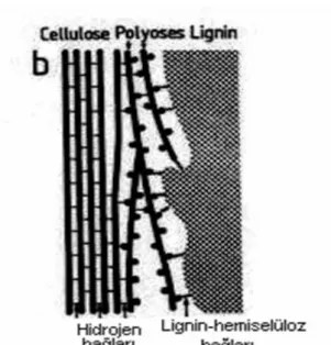 Şekil 3.14. Hücre Çeperi Bileşenlerinin                       Şekil 3.15. Hücre çeperi ara  Bileşenlerinin Modelleri (Fengel, 1970)