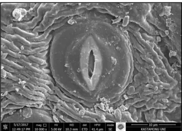Tablo 5.3.'e göre Buxus microphylla örneğinde stoma por açıklığı eni ortalama 2,816  µm,  maksimum  4,090  µm,  minimum  1,092  µm,  standart  sapmaları  da  0,865  µm  bulunmuĢtur