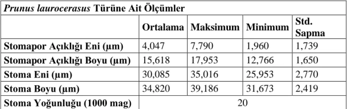 Tablo 5.6. Prunus laurecerasustürüne ait stoma ölçümleri 
