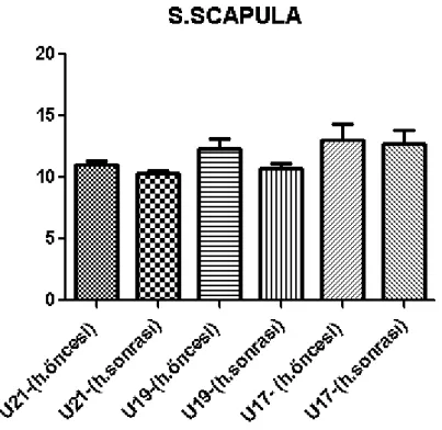 Grafik 4.13. Hazırlık dönemi ve sonrası S.scapula ölçümleri 