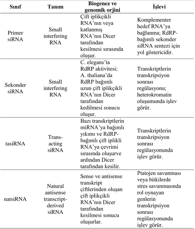 Tablo 1.3. siRNA çeşitleri ve işlevleri (Güzelgül ve Aksoy, 2009). 