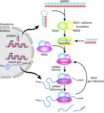 ġekil 1.3. siRNA‟nın gen ekpresyonunu engelleme mekanizması (Dominska ve Dykxhoorn,  2010)