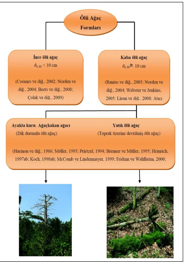 Şekil  2.2.  Ölü  Ağacın  Ana  Formları  (  Foto:-  sol-  saf  Karaçam  –  Pinus  nigra  Arnold.-  orman ında  gençliği  ile  birlikte  ayakta  kuru  formunda  ölü  ağaç,  Sandras  Dağı-  Beya ğaç, Denizli; R