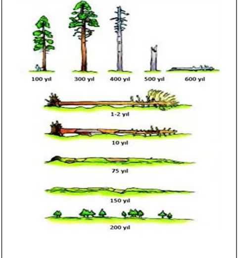 Şekil 2.4. Ayakta Kuru ve Yatık Ölü Ağacın Parçalanma Süreci Örneği. Bu süreç     sabit  olmay ıp  ağaç  türüne  ve  yetişme  ortamına  göre  belirgin  farklılıklar  göstermektedir  (Çizim:  Humphrey  vd.,  2002'den  Janet  Swailes  -Forest  Enterprise/For