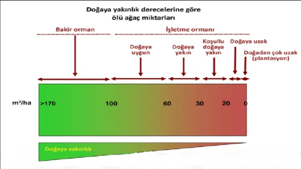 Şekil  2.5.’de  doğallık  dereceleri  (hemerobi  dereceleri  ve  doğaya  yakınlık)  ile  ölü  a ğaç miktarı arasındaki ilişki şematik olarak gösterilmiştir