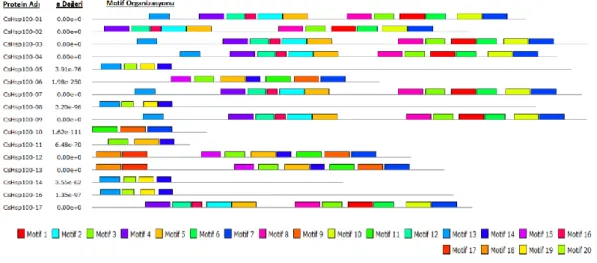 Şekil 3.36. CsHsp100 ailende bulunan korunmuş dizi motifleri  3.2.3.  Salatalık Isı Şoku Genlerini Hedefleyen miRNA’ ların Analizleri 