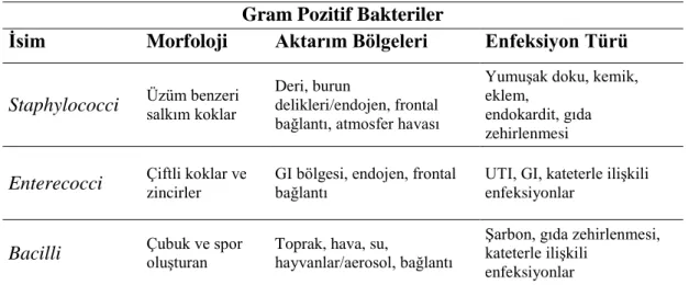 Tablo 3.1. Gram pozitif bakterilerin sınıflandırılması 