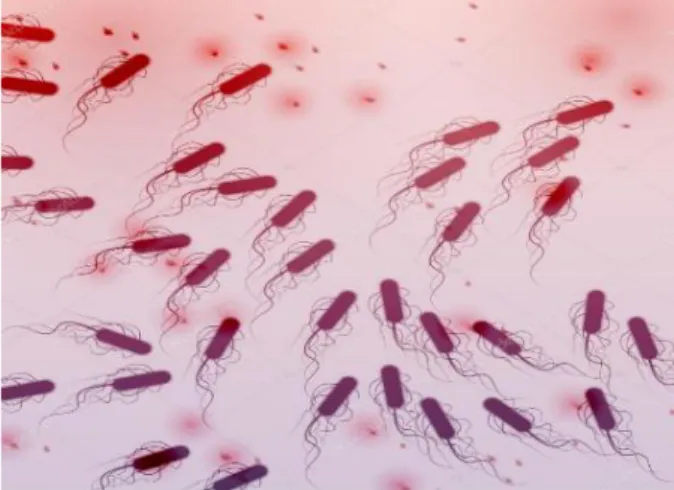 Şekil 1.2. E. coli bakterisinin ışık mikroskobundaki görüntüsü  
