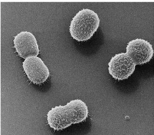 Şekil 1.9. Acinetobacter baumannii mikroskop görüntüsü  