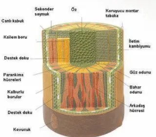 Şekil 2.1. Odunun yapısı (URL-3) 