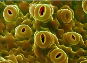 Şekil 2.3 Stoma scanning electron microscope görüntüsü (URL-12) 
