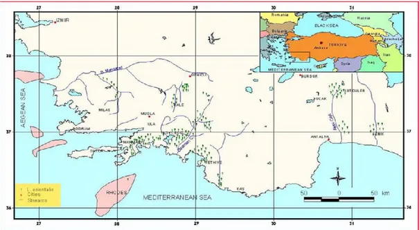 Şekil 1.1. Türkiye’de Anadolu sığla ağacının yayılım alanları [16].  1.1.3  Botanik 