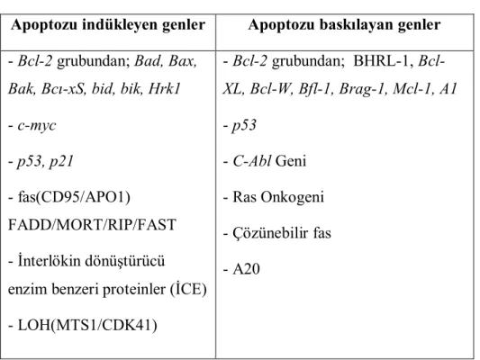 Tablo 1.1. Apoptoz ve Genler [42] 