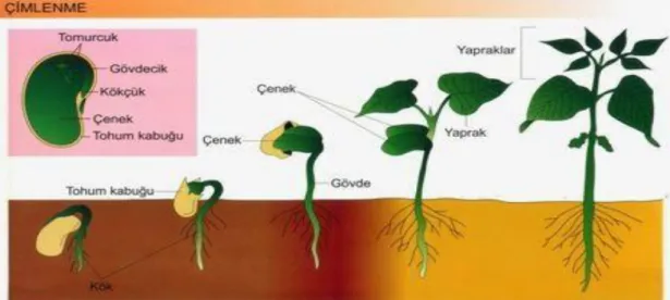 Şekil 1. 1. Çimlenme evreleri  1.4 Nanoteknoloji Nedir? 