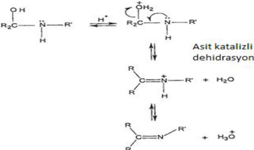 Şekil 1.3 Asit Katalizli Ortamda Schiff Bazlarının Sentezi 