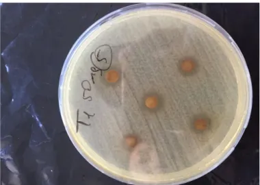 Şekil 4.1. Daphne pontica Yaprak Özütü Antimikrobiyal Aktivite Analizi Disk Düfüzyon                        Deneyi Sonucu
