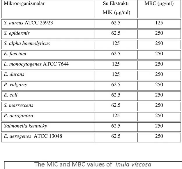 Tablo  4.3.  Inula  viscosa  H2 O  ekstraktının  mikrodilüsyon  deneyinde  incelenen  mikroorganizmalara karşı MİK ve MBC değerleri 
