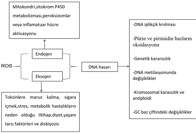 Şekil 2.1. ROS’un DNA üzerindeki etkileri Toksinlere  maruz  kalma,  sigara 