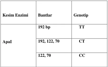 Tablo 3.4. GPX  genine ait DNA parçalarının  kesim bantlarına ait genotipleri 