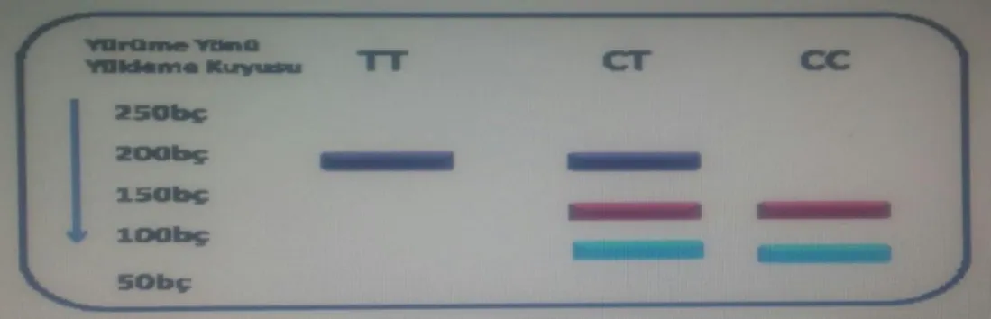 Şekil 4.1. RFLP sonrası GPX-1 genine ait DNA parçalarının agaroz                          jeldeki görüntü şeması (MBI Fermentas 100 bç DNA marker) 