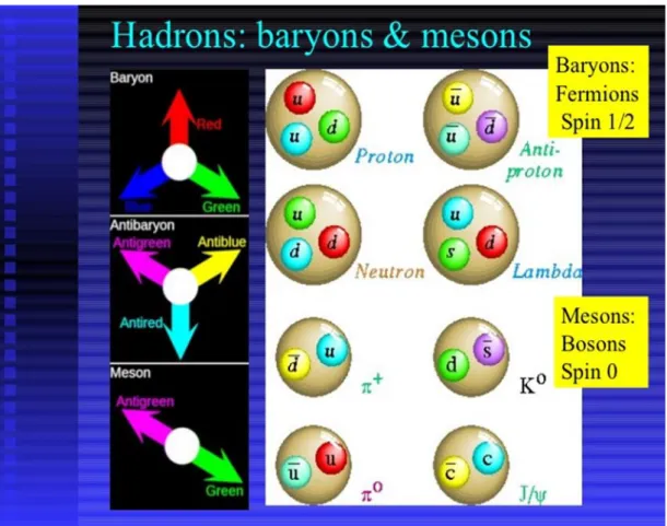 Şekil 1.1. Hadronlar. 