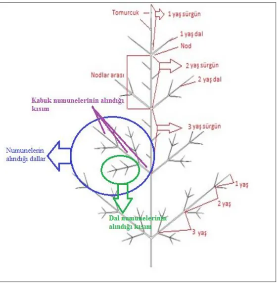 Şekil 3.1. Numunelerin ağaç üzerindeki konumları ve yaşlarına göre sınıflandırılması 