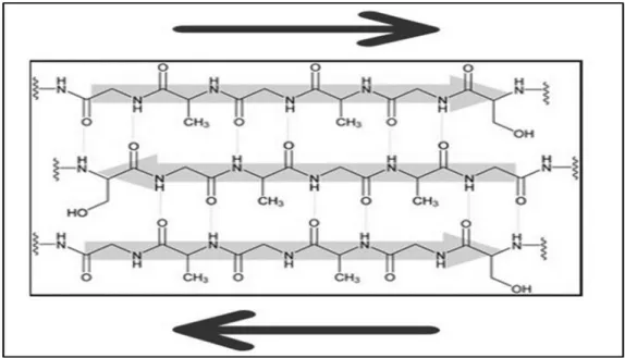 Şekil 1.1.  Fibroinin yapısında bulunan beta-tabakalı antiparalel yapılı polipeptit zincirleri  (Rıchard ve Marsh, 1955)
