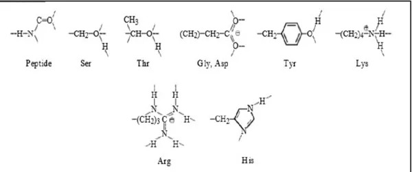 Şekil 1.3.  Fibroinin  yapısında  bulunan  amino  asit  türlerinin  temel  kimyasal  yapıları (Sashina vd., 2006) 