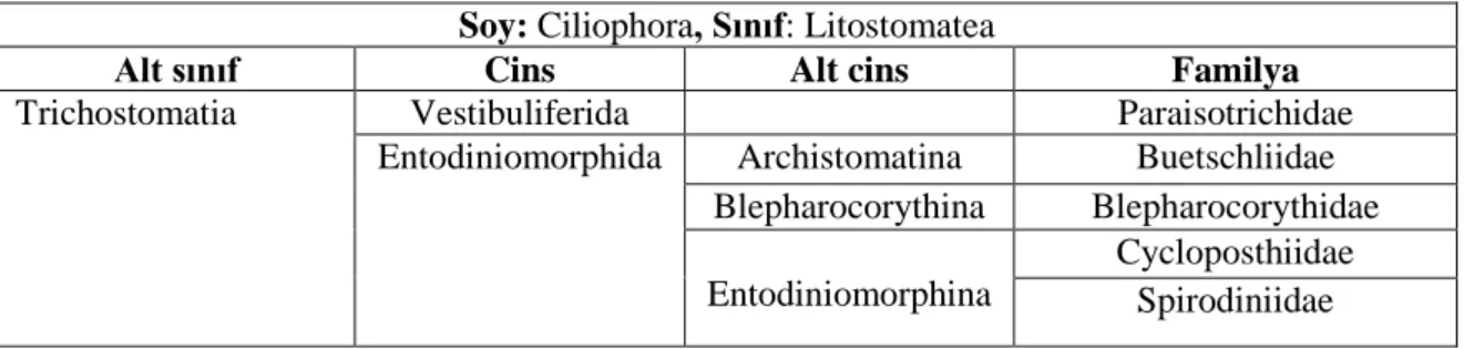Tablo 1.1. Atların arka bağırsağında yaşayan siliyatların sınıflandırılması (Lynn, 2008)