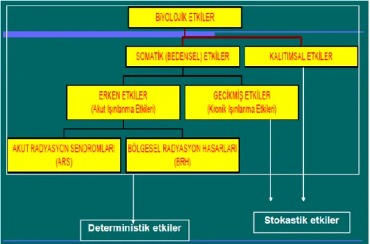 Şekil 6.  Radyasyonun zararlı etkileri 