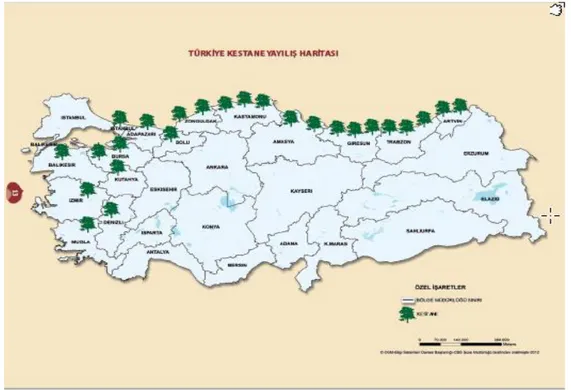 Şekil 3.2.   Anadolu kestanesi (Castanea sativa Mill.) nin Türkiye de ki doğal yayılış alanları 