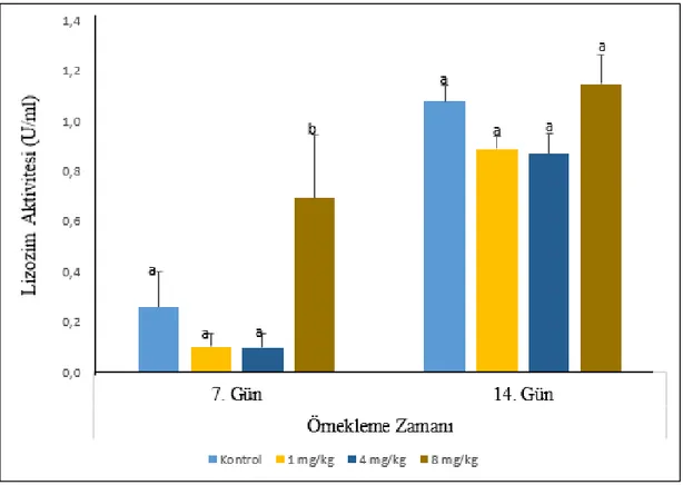 Grafik 4.2.  Yüksek  ardıç  sulu  methanolik  özütünün  14  gün  boyunca  gökkuşağı  alabalıklarına  oral  yolla  besleneme  şırıngası  kullanılarak  verilmesi  sonucunda lizozim aktivitelerinde meydana gelen değişimler (U/ml)  Küçük  üstel  ifadeler  grup