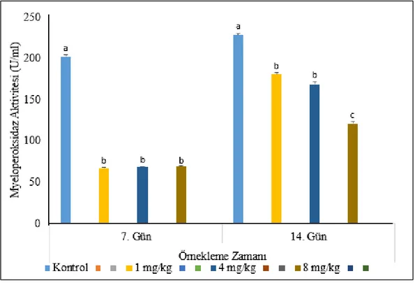 Grafik 4.3.  Yüksek  ardıç  sulu  methanolik  özütünün  14  gün  boyunca  gökkuşağı  alabalıklarına  oral  yolla  besleneme  şırıngası  kullanılarak  verilmesi  sonucunda  myeloperoksidaz  aktivitelerinde  meydana  gelen  değişimler  (U/ml)    Küçük  üstel