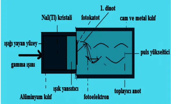 Şekil 2.1. NaI(Tl) dedektörünün şematik gösterimi  