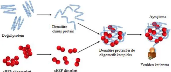 Şekil 1.3. sHsp’lerin denatüre proteinler ile oligomer kompleksi (URL-4)  1.4.2. Isı Şoku Proteini 40 (Hsp40) 