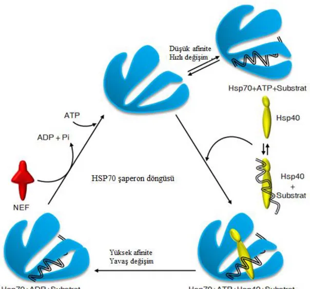 Şekil 1.4. Hsp70’in Şaperon Döngüsü (URL-4)  1.4.5. Isı Şoku Proteini 90 (Hsp90) 