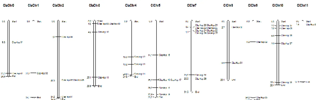 Şekil 4.1. ClasHSP genlerinin karpuz kromozomu üzerindeki yerleşimi 