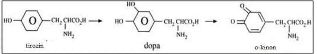 Şekil 1.2. Tirosinin bir kinon haline dönüşümü 