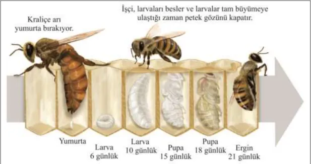 Şekil 1.5. Bal arısının yaşam döngüsü (URL-3) 