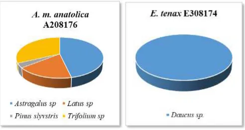 Grafik  4.6.  Ağustos  ayında  toplanan  A.  m.  anatolica  A208176  ve  E.  tenax  E308174  örneklerinin  üzerinde  taşıdığı  polen  taksonları  ve  dağılımlarını  gösteren  pasta  grafiği 
