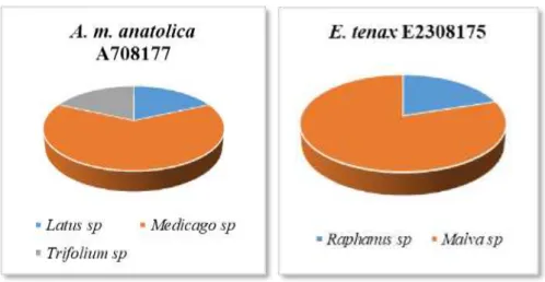 Grafik  4.7.  Ağustos  ayında  toplanan  A.  m.  anatolica  A708177  ve  E.  tenax  E2308175  örneklerinin  üzerinde  taşıdığı  polen  taksonları  ve  dağılımlarını  gösteren  pasta  grafiği 