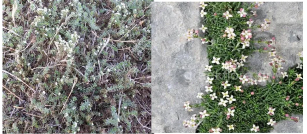 ġekil 1.1. Galium incanum bitkisi 