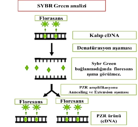 Şekil 1.7. SYBR green yönteminin safhaları (Smith ve Osborn, 2009) 