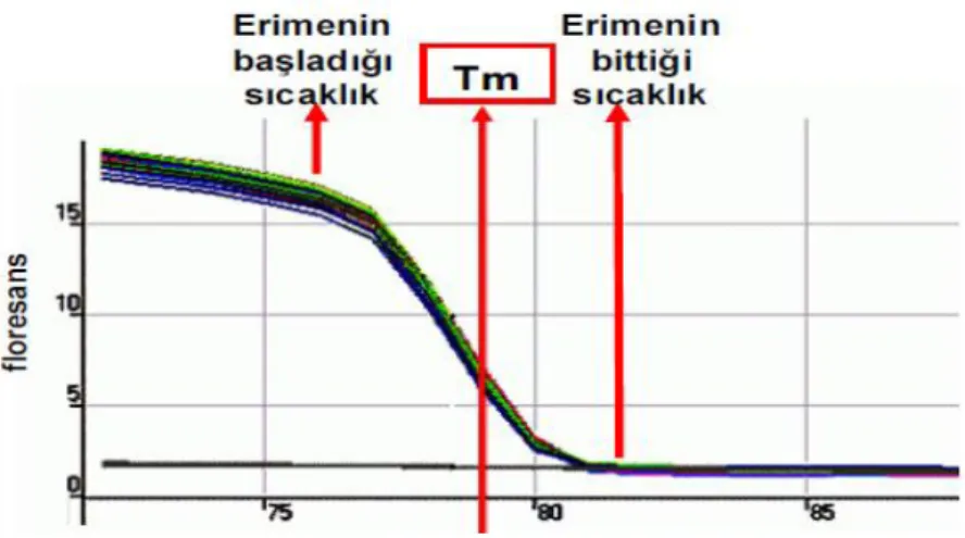 Şekil 1.8. Örnek bir erime eğrisi grafiği (Melting curve)  (Yüzbaşıoğlu, 2008) 