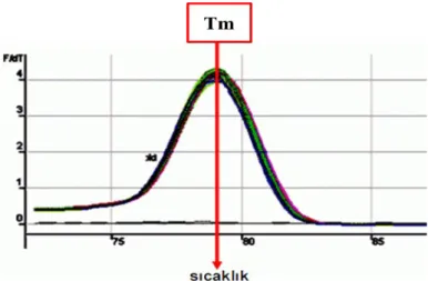 Şekil  1.9.  Erime  eğrisinin  (Melting  curve)  zamana  karşı  türevinin  alındığı  örnek  (Yüzbaşıoğlu, 2008) 