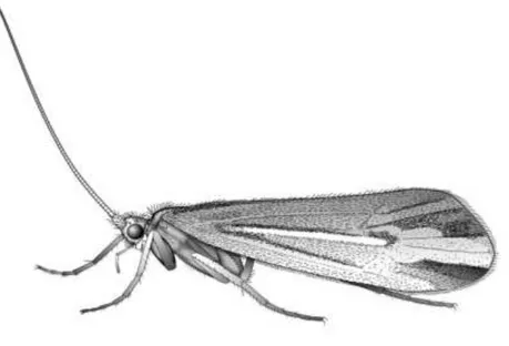 Şekil 1.1. Ergin Trichoptera’da dinlenme pozisyonu (Holzenthal vd., 2007). 