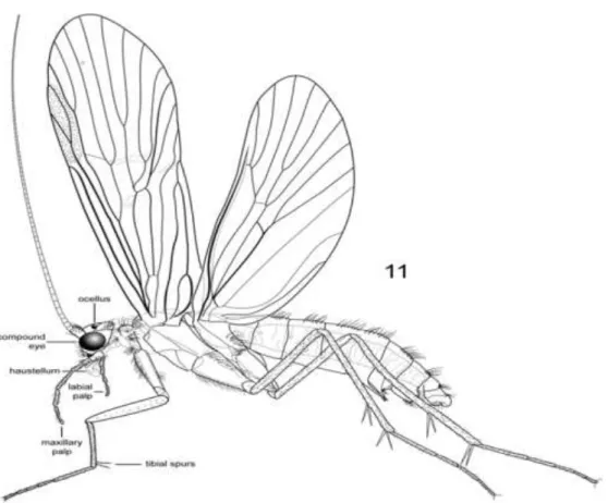 Şekil 1.3. Trichoptera  ergininin yandan görünüşü (Holzenthal vd., 2007).