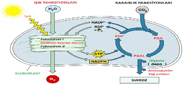 Şekil 1.1. Kloroplastta Enerji Akışı (URL-1). 