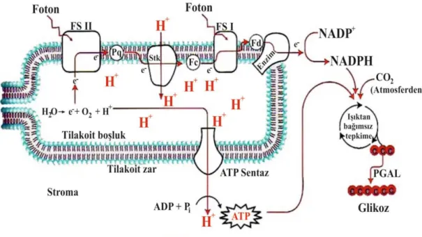 Şekil 1.4. Tilakoitlerdeki proton ve elektron akışını, ATP ve NADPH sentezini gösteren                     model (URL-3’ten değiştirilerek alınmıştır)